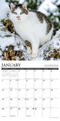 2025 Willow Creek Press What Cats Teach Us 2025 Wall Calendar 12" x 12" (45343)