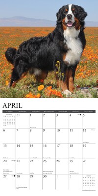 2025 Willow Creek Just Bernese Mountain Dog 12" x 12" Monthly Wall Calendar (41697)