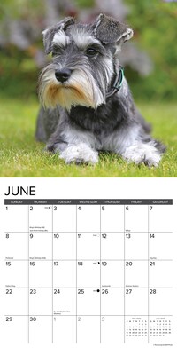 2025 Willow Creek Just Miniature Schnauzers 12" x 12" Monthly Wall Calendar (43936)