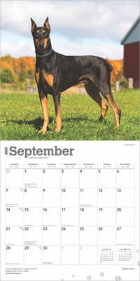 2025 BrownTrout Dobermans 12" x 24" Monthly Square Wall Calendar, (9781975476939)