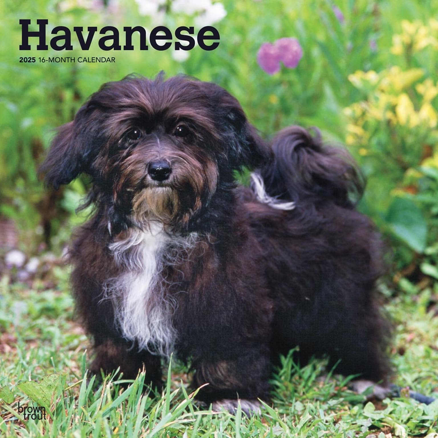 2025 BrownTrout Havanese 12 x 12 Monthly  Wall Calendar (9781975478162)