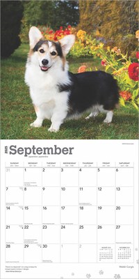 2025 BrownTrout Welsh Corgis 12" x 12" Monthly Wall Calendar (9781975477950)