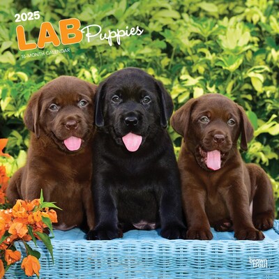 2025 BrownTrout Labrador Retriever Puppies 12 x 12 Monthly Wall Calendar (9781975477301)