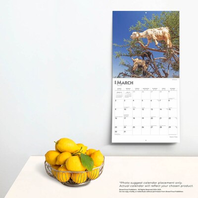 2025 BrownTrout Goats in Trees 12" x 12" Monthly Square Wall Calendar (9781975477059)