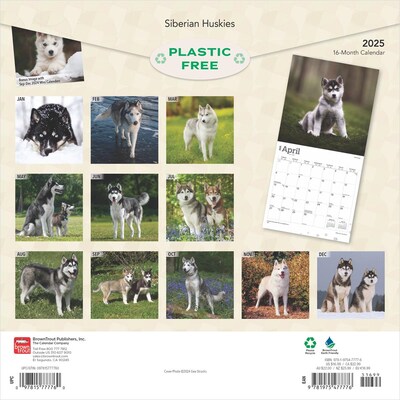 2025 BrownTrout Siberian Huskies 12" x 24" Monthly Square Wall Calendar (9781975477776)