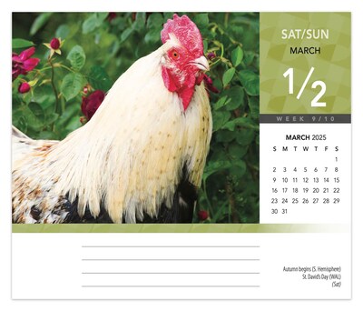 2025 BrownTrout Chickens 6" x 5" Day-to-Day Desktop Box Calendar (9781975483425)