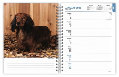 2025 BrownTrout Dachshunds 6" x 7.75" Weekly Engagement Planner, Paper Cover, Multicolored (9781975473174)