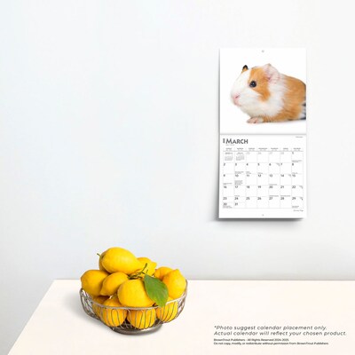 2025 BrownTrout Guinea Pigs 7" x 14" Monthly Mini Wall Calendar, (9781975473655)