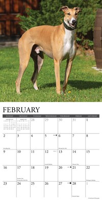 2025 Willow Creek Just Greyhounds 12" x 12" Monthly Wall Calendar (43233)