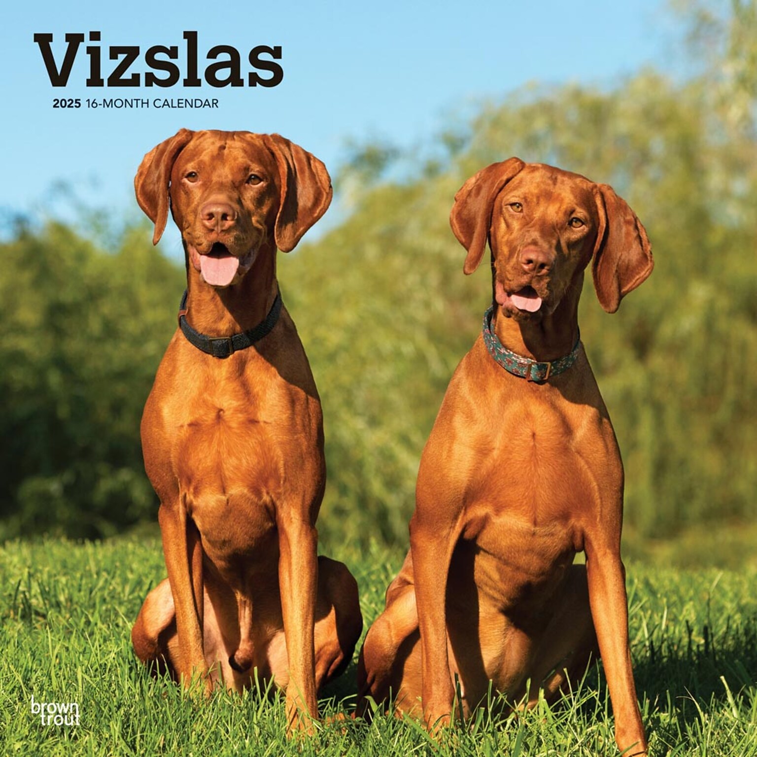 2025 BrownTrout Vizslas 12 x 12 Monthly Wall Calendar (9781975477936)