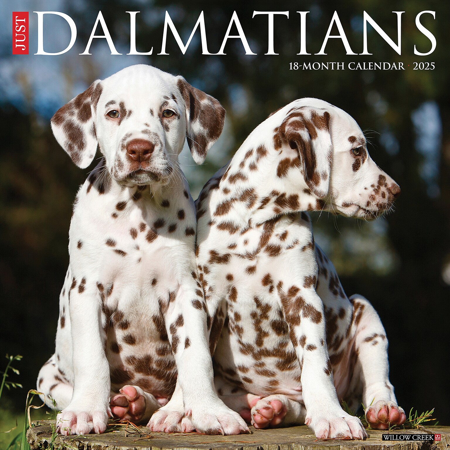 2025 Willow Creek Just Dalmatians 12 x 12 Monthly Wall Calendar (42670)