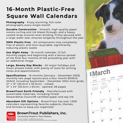 2025 BrownTrout Border Collie Puppies 12" x 12" Monthly Wall Calendar (9781975476670)