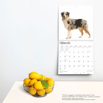 2025 BrownTrout Australian Shepherds 12" x 12" Monthly Wall Calendar (9781975476557)