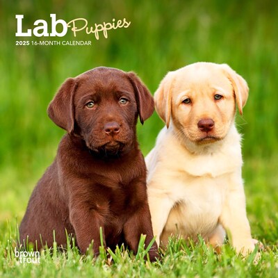 2025 BrownTrout Lab Puppies 7 x 7 Monthly Wall Calendar (9781975473716)