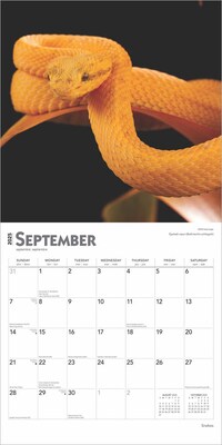 2025 BrownTrout Snakes 12" x 12" Monthly Square Wall Calendar (9781975476366)