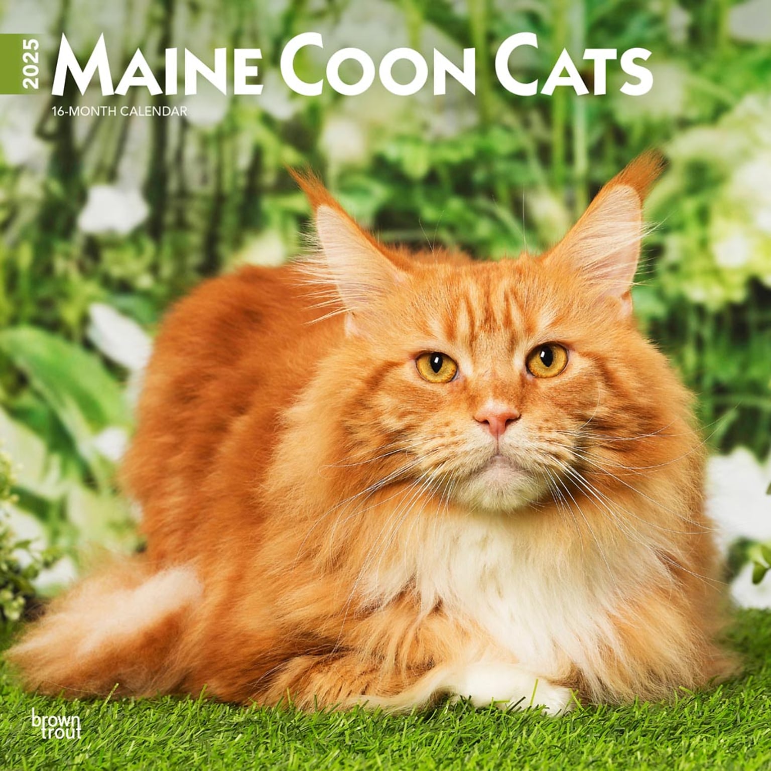 2025 BrownTrout Maine Coon Cats 12 x 24 Monthly Square Wall Calendar, (9781975477387)