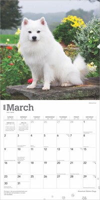 2025 BrownTrout American Eskimo Dogs 12" x 24" Monthly Square Wall Calendar (9781975476496)