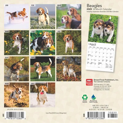 2025 BrownTrout Beagles 7 x 7 Monthly Mini Wall Calendar (9781975473365)