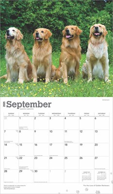 2025 BrownTrout For the Love of Golden Retrievers 7" x 12" Monthly  Wall Calendar (9781975473044)