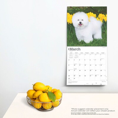 2025 BrownTrout Bichon Frise 12" x 12" Monthly Wall Calendar (9781975476632)