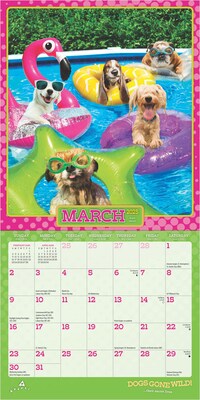 2025 BrownTrout Avanti Dogs Gone Wild  7" x 7" Monthly Mini Wall Calendar (9781975479497)