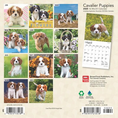 2025 BrownTrout Cavalier King Charles Spaniel Puppies 7 x 7 Monthly Wall Calendar (9781975473518)