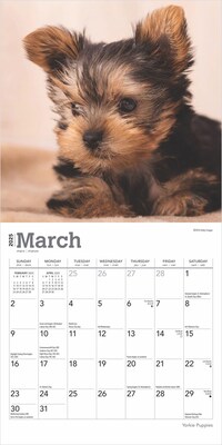 2025 BrownTrout Yorkshire Terrier Puppies 7" x 7" Monthly  Wall Calendar (9781975474072)