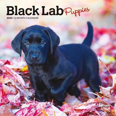 2025 BrownTrout Black Labrador Retriever Puppies 7 x 7 Monthly  Wall Calendar (9781975473723)