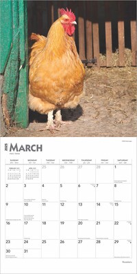 2025 BrownTrout Roosters 12" x 12" Monthly  Wall Calendar (9781975477639)