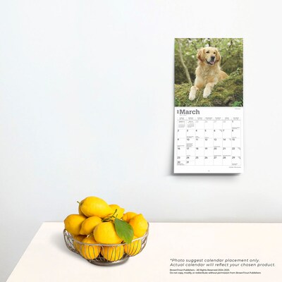 2025 BrownTrout Golden Retrievers 7" x 7" Monthly Wall Calendar (9781975473631)