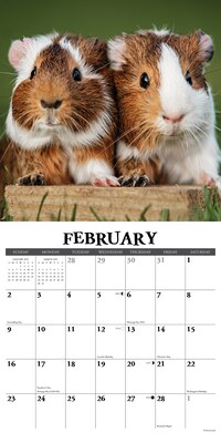 2025 Willow Creek 12" x 12" Monthly Wall Calendar, Guinea Pigs (46425)