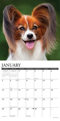 2025 Willow Creek Just Papillons 12" x 12" Monthly Wall Calendar (44360)