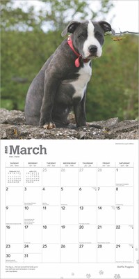 2025 BrownTrout Staffordshire Bull Terriers Puppies 12" x 12" Monthly Square Wall Calendar (9781975475741)