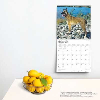 2025 BrownTrout Belgian Malinois 12" x 12" Monthly Wall Calendar (9781975478261)