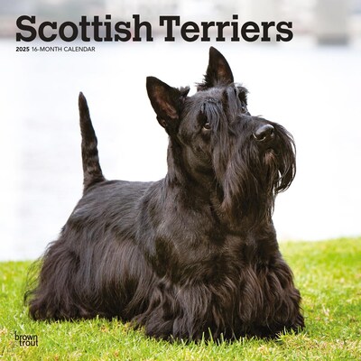 2025 BrownTrout Scottish Terriers 12 x 24 Monthly Square Wall Calendar, (9781975475673)