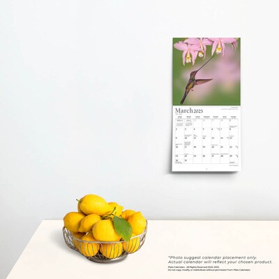 2025 Plato Hummingbirds 7" x 14" Monthly Mini Wall Calendar, (9781975479008)