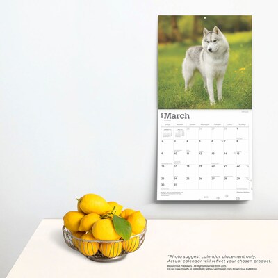 2025 BrownTrout Siberian Huskies 12" x 24" Monthly Square Wall Calendar (9781975477776)