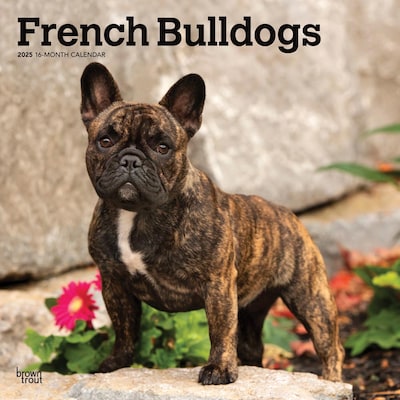 2025 BrownTrout French Bulldogs 12 x 12 Monthly Square Wall Calendar (9781975476984)