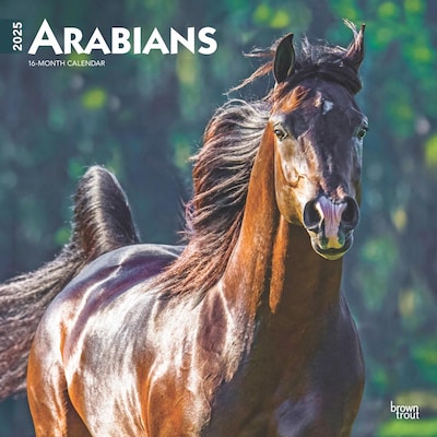 2025 BrownTrout Arabians 12 x 12 Monthly Wall Calendar (9781975483715)