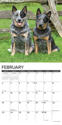 2025 Willow Creek Just Blue Heelers 12" x 12" Monthly Wall Calendar, Multicolor (41888)