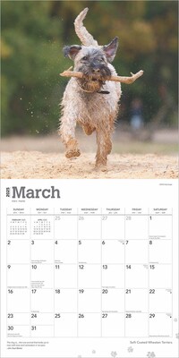 2025 BrownTrout Soft Coated Wheaten Terriers 12" x 12" Monthly Wall Calendar (9781975477981)