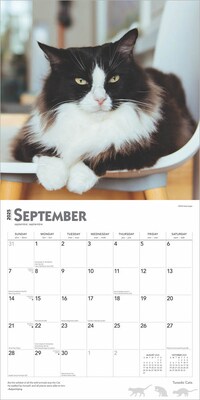 2025 BrownTrout Tuxedo Cats 12" x 12" Monthly Square Wall Calendar (9781975477905)