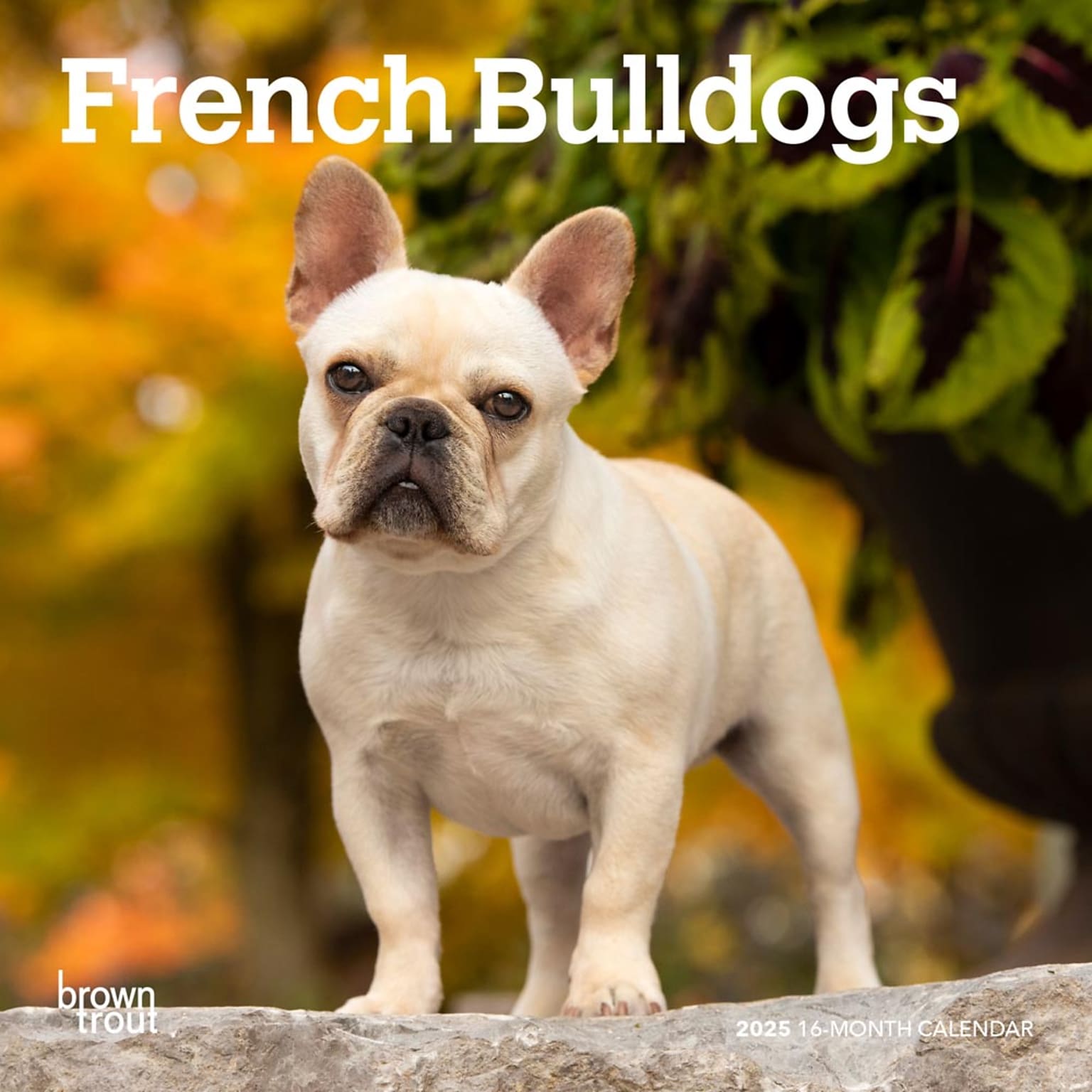 2025 BrownTrout French Bulldogs 7 x 7 Monthly Wall Calendar (9781975473594)