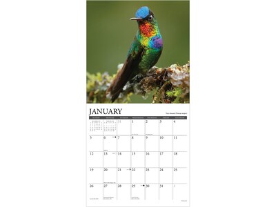 2025 Willow Creek Hummingbirds 12" x 12" Monthly Wall Calendar (43400)