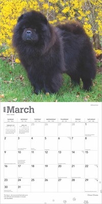 2025 BrownTrout Chow Chows 12" x 12" Monthly Wall Calendar (9781975478100)