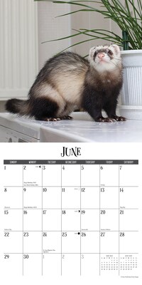 2025 Willow Creek Ferrets 12" x 12" Monthly Wall Calendar (42892)