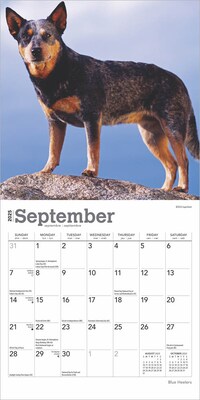 2025 BrownTrout Blue Heelers 7" x 7" Monthly Mini Wall Calendar (9781975473402)