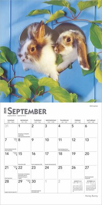 2025 BrownTrout Honey Bunny 7" x 7" Monthly  Wall Calendar (9781975474096)