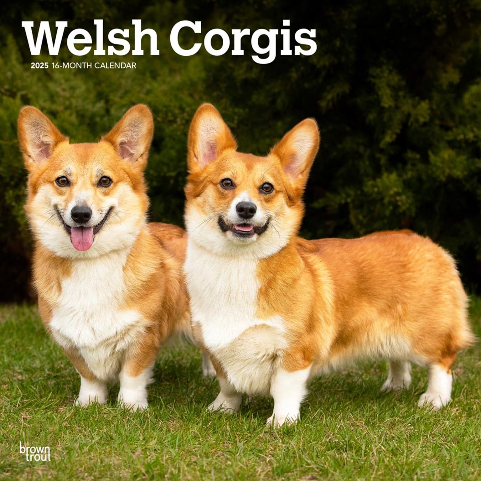 2025 BrownTrout Welsh Corgis 12 x 12 Monthly Wall Calendar (9781975477950)