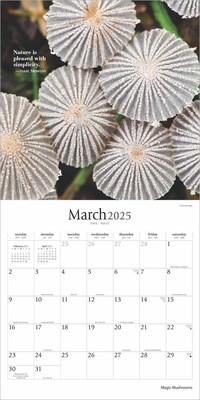 2025 Brush Dance Magic Mushrooms 12" x 12" Monthly Square Wall Calendar (9781975478698)